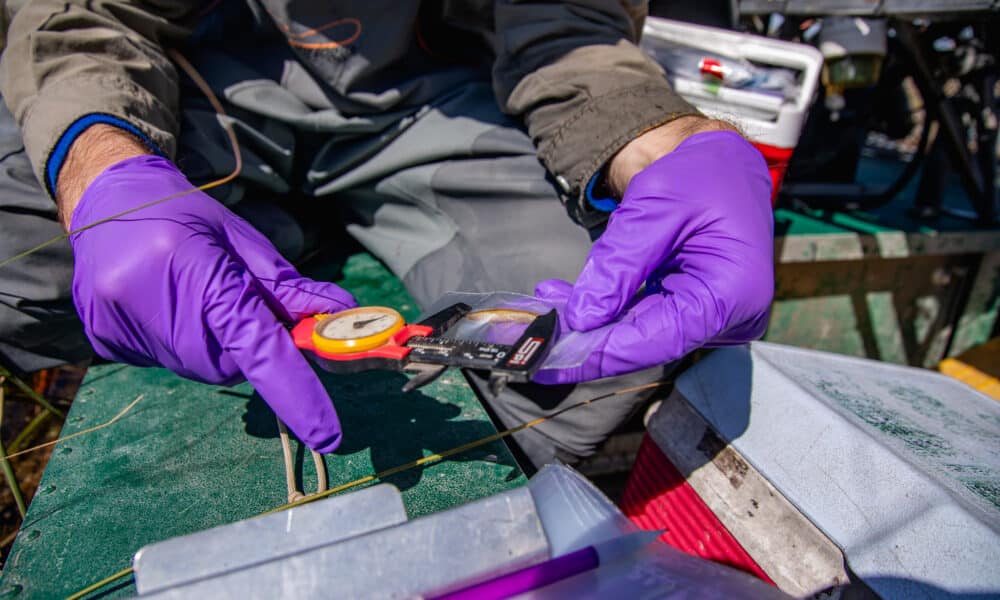 A person with purple gloves uses a tool to measure a dragonfly larva that is in a small plastic bag.