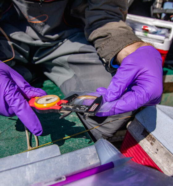 A person with purple gloves uses a tool to measure a dragonfly larva that is in a small plastic bag.