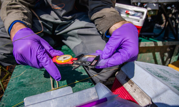 A person with purple gloves uses a tool to measure a dragonfly larva that is in a small plastic bag.