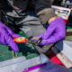 A person with purple gloves uses a tool to measure a dragonfly larva that is in a small plastic bag.